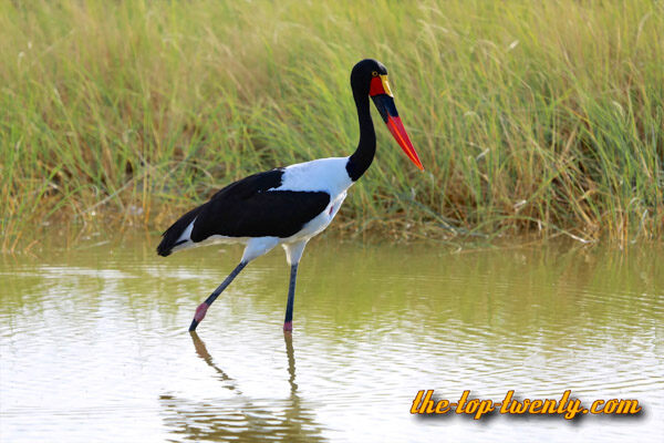 Saddle billed Stork